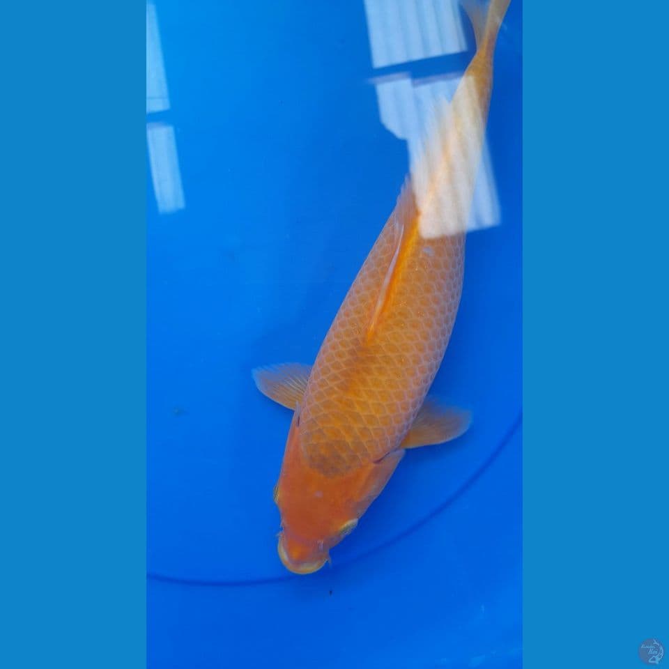 30cm RED CARAMEL