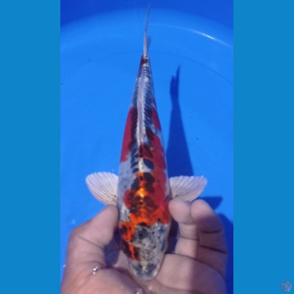 gosiki doitsu 27cm