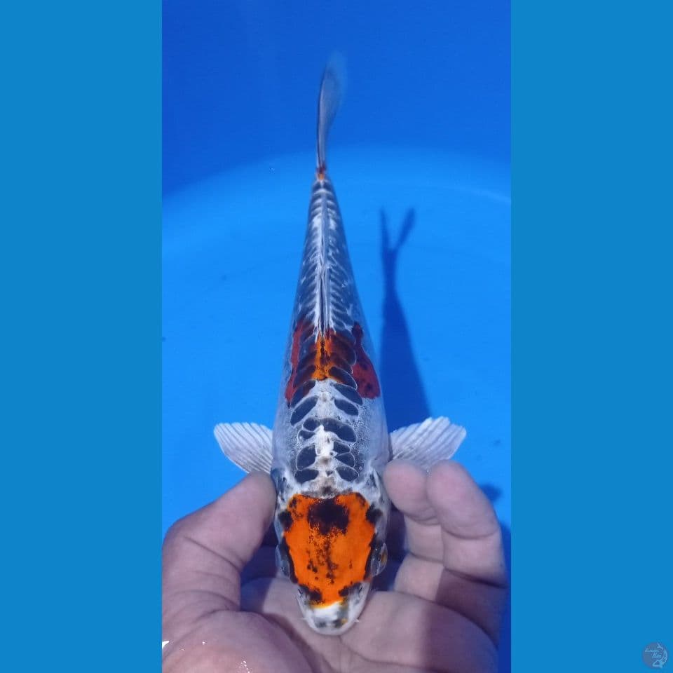 maruten kiko 25cm
