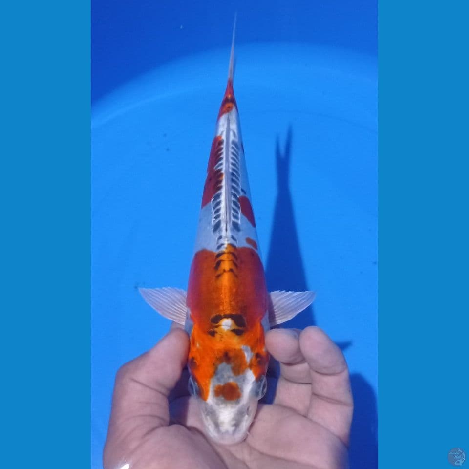 kiko 27cm