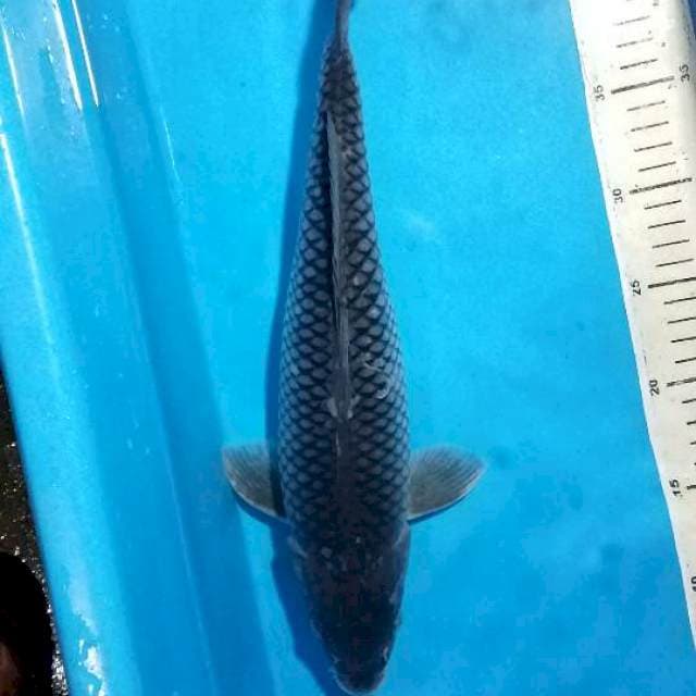 SORAGOI 37 Cm, Jaring rapi