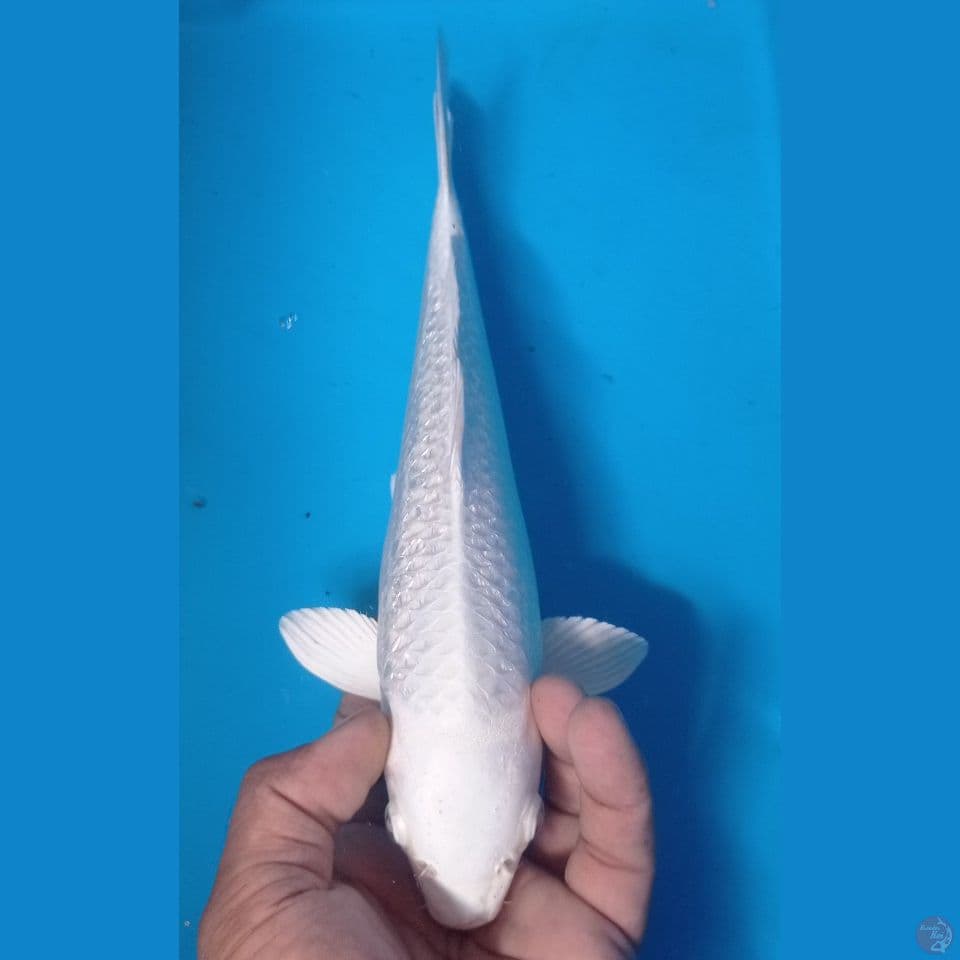 ginrin 35cm
