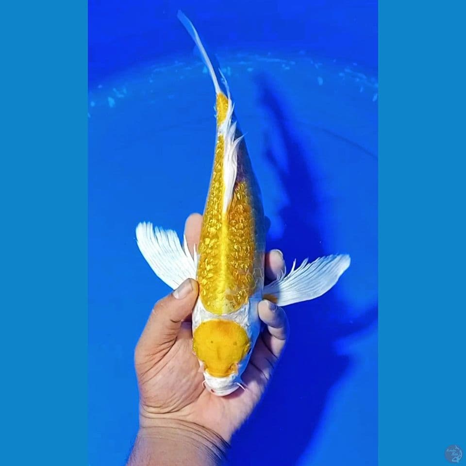 MARUTEN OGON GINDRIN 32 CM