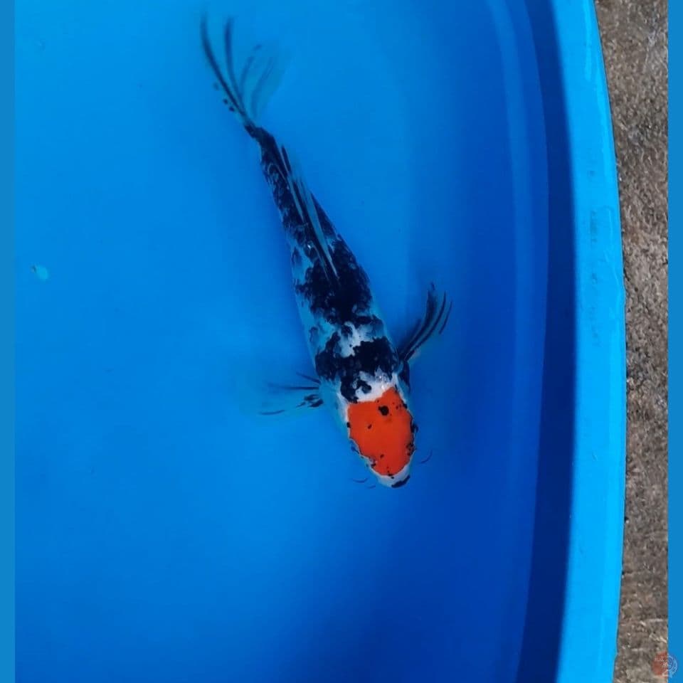 tc showa slayer 36cm
