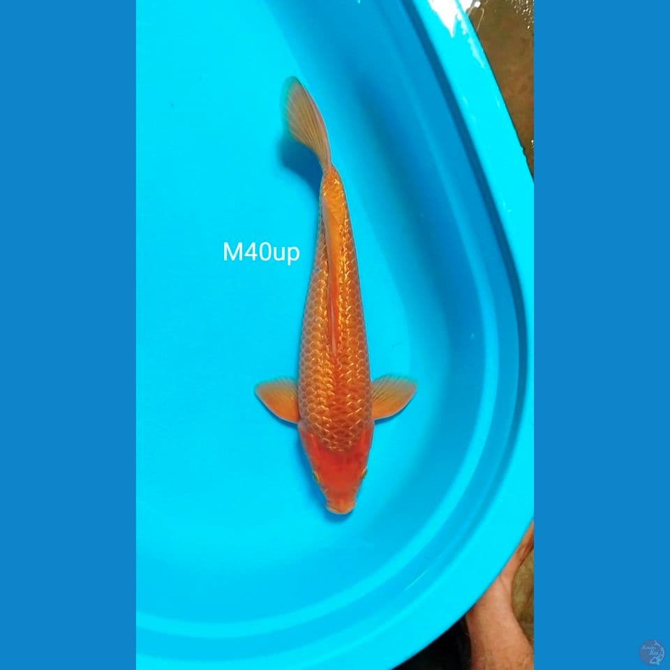 caramel male 40up