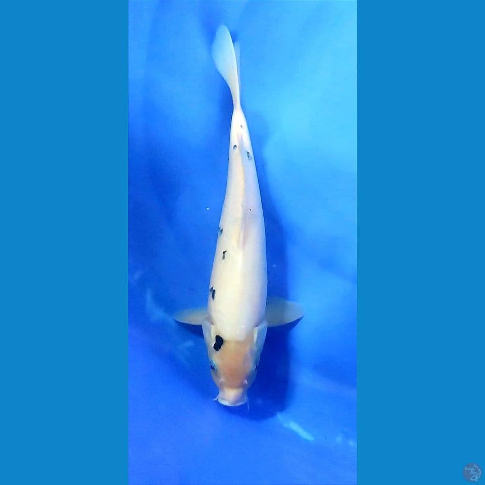 2412.. Shiro Bekko 32cm Jantan