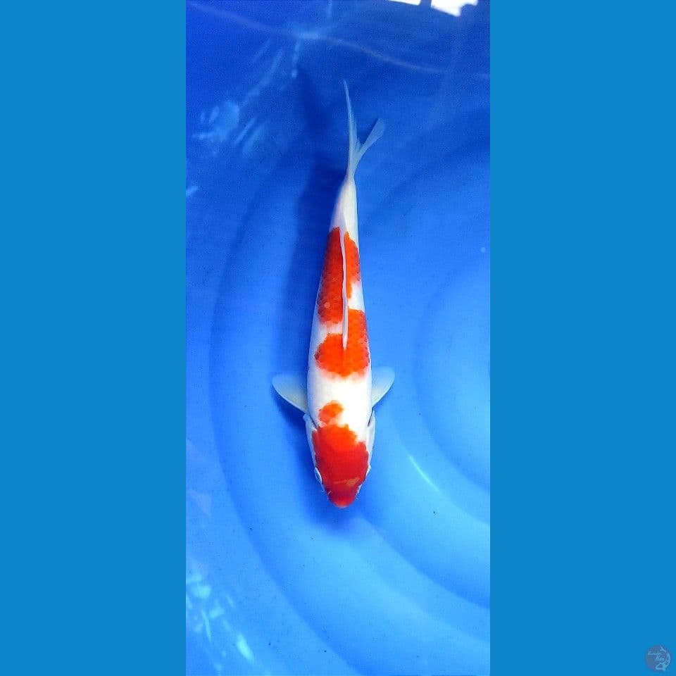 2412. Original Kohaku Body Joss 30,5cm Female
