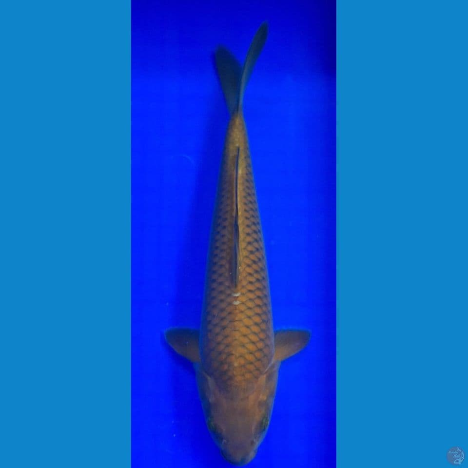 Chagoi tembaga M-35CM