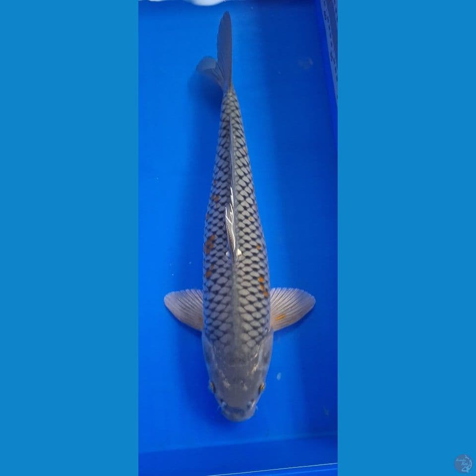 Soragoimu M-40CM