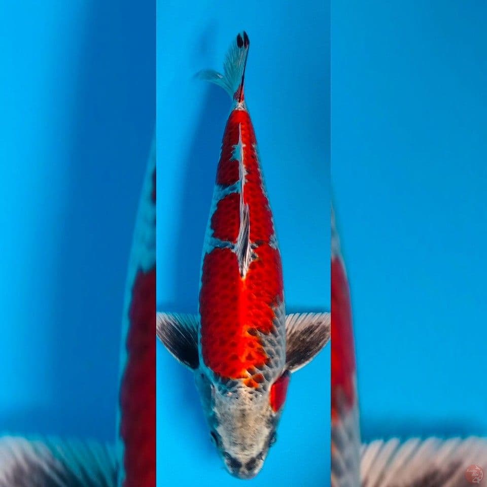 benigingga 43cm male