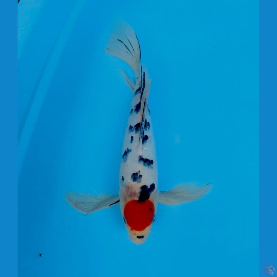tancho sanke kumpay 36cm male