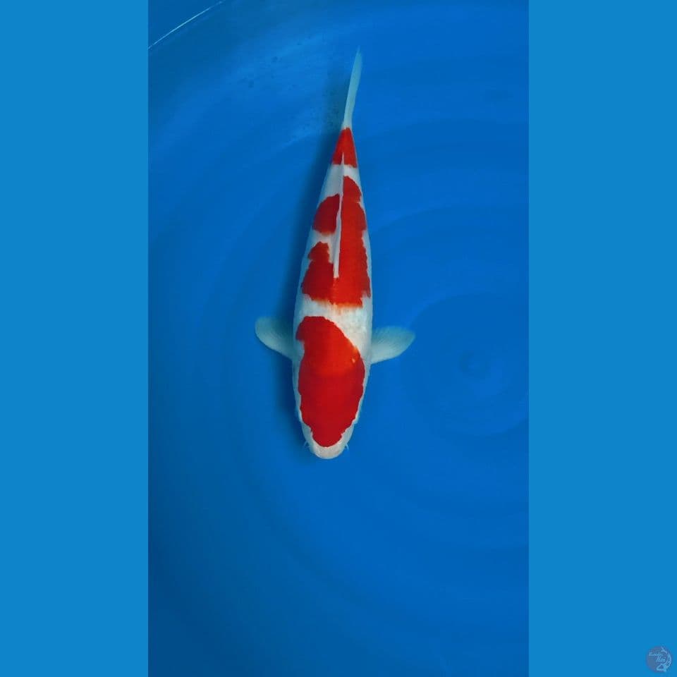 kohakuuu