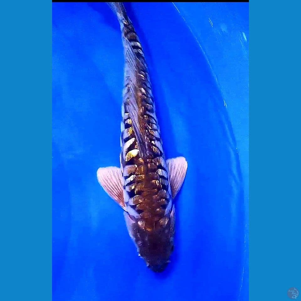 35cm ochiba sisik naga ginrin ml