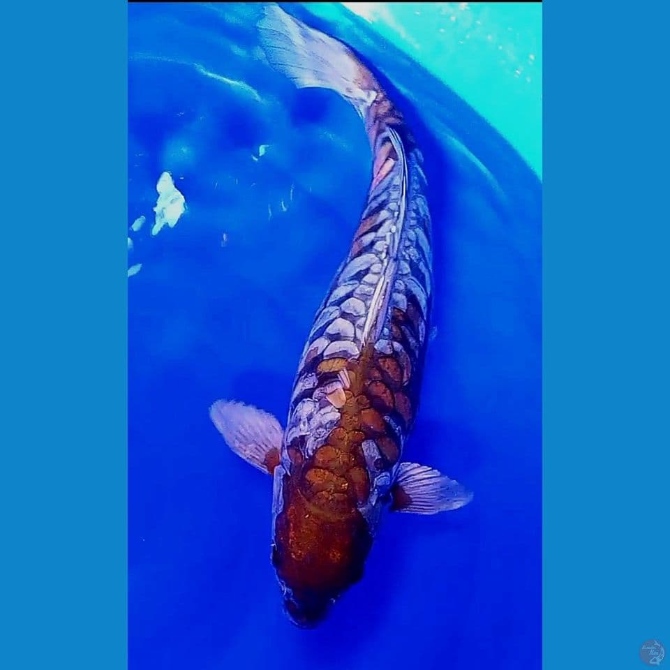 45cm jumbo ochiba sisik naga fm