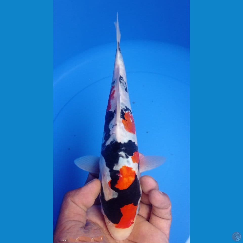 SHOWA DOITS 30CM