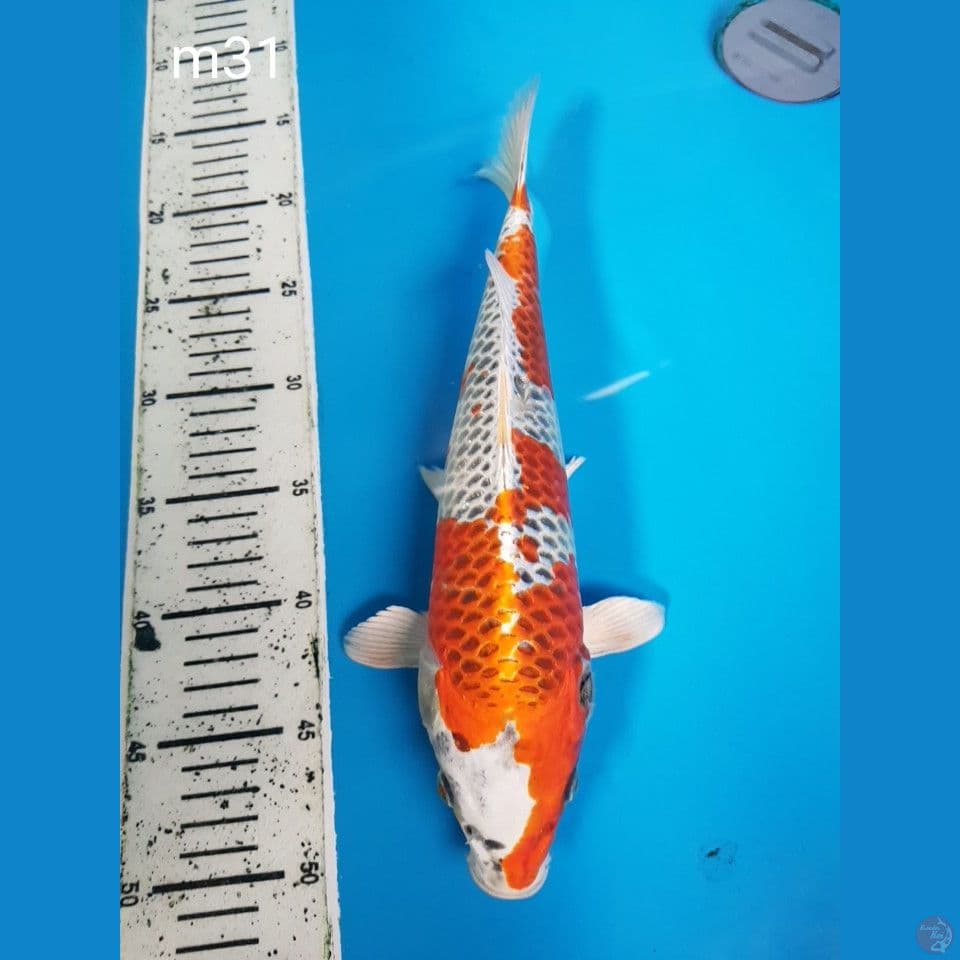 kujaku 31cm