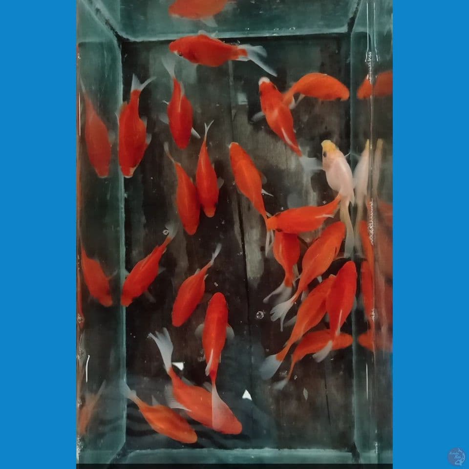 tamasaba 20 ekor 7 10 cm