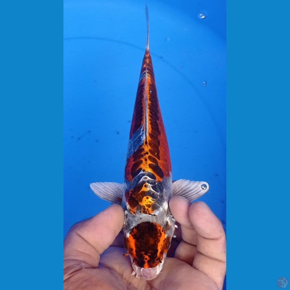 MARUTEN KIKO 25CM