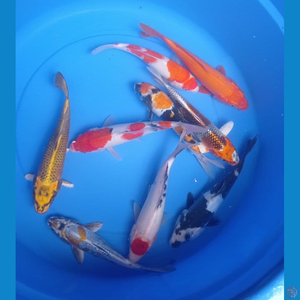 MIX 23'25CM