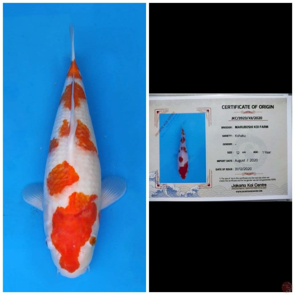 Maruboshi Sakura Kohaku