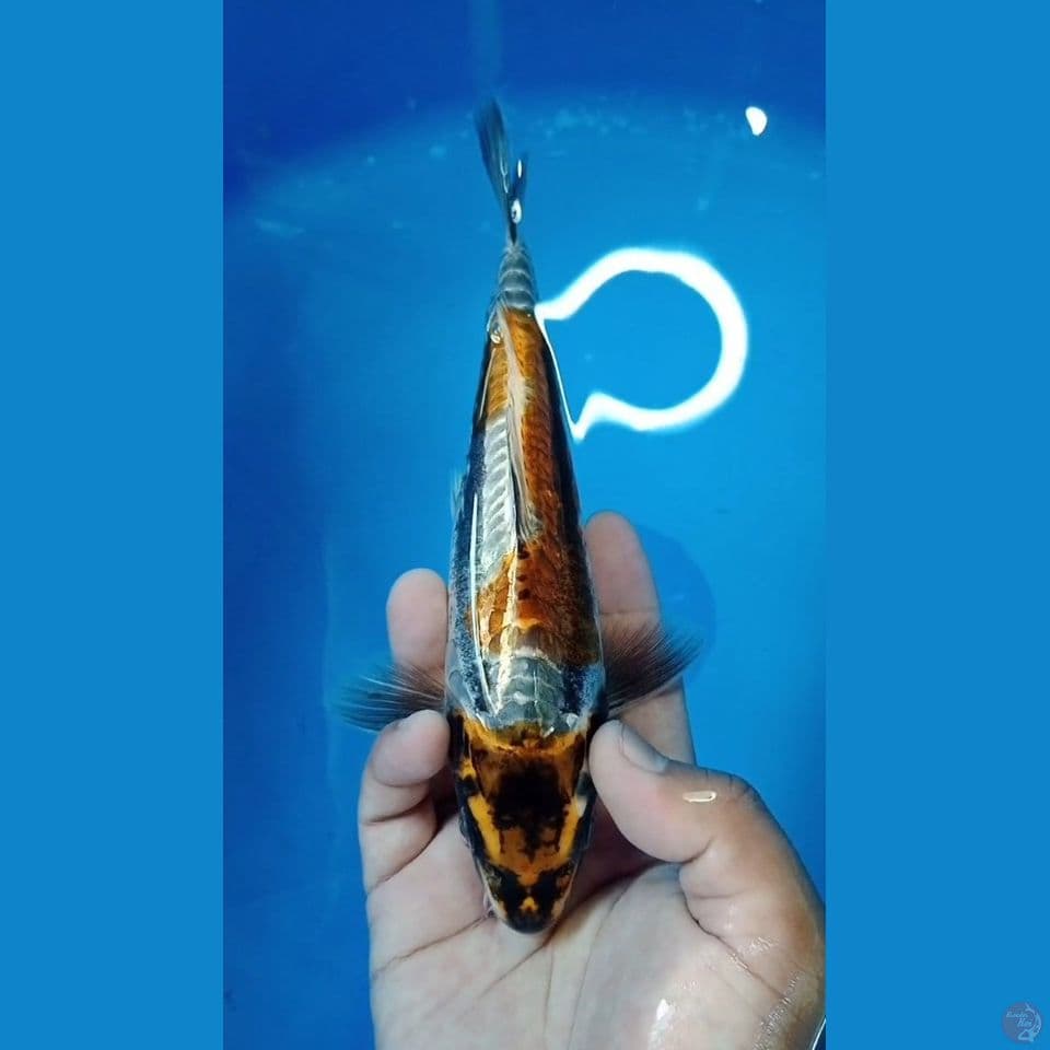 Kin Kikoryu 22cm