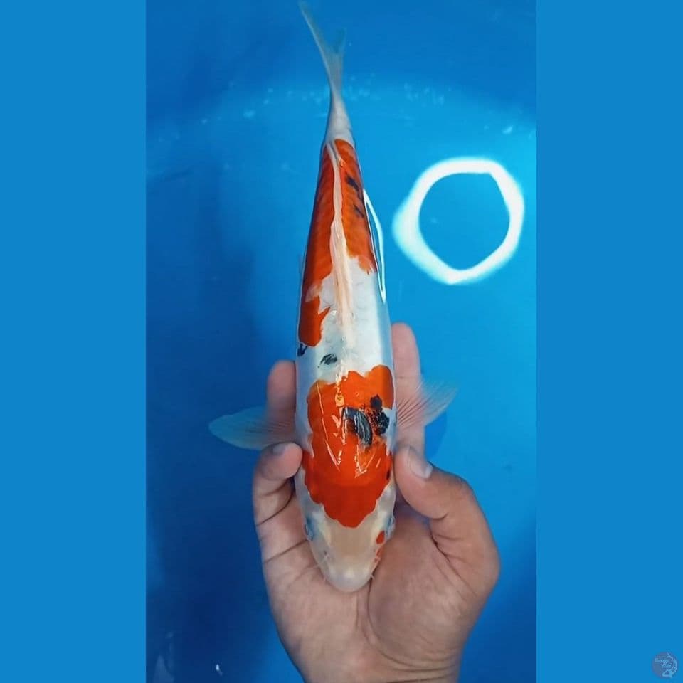 Yamato Nishiki 30cm