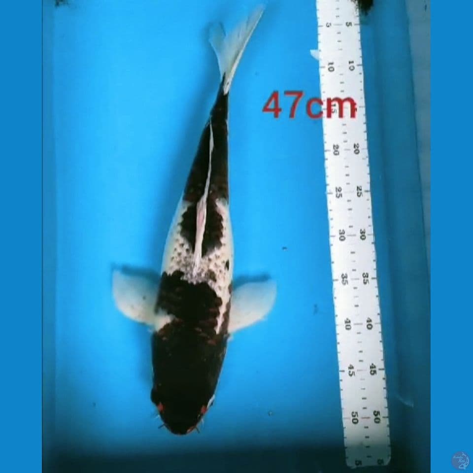 GOROMO 47CM