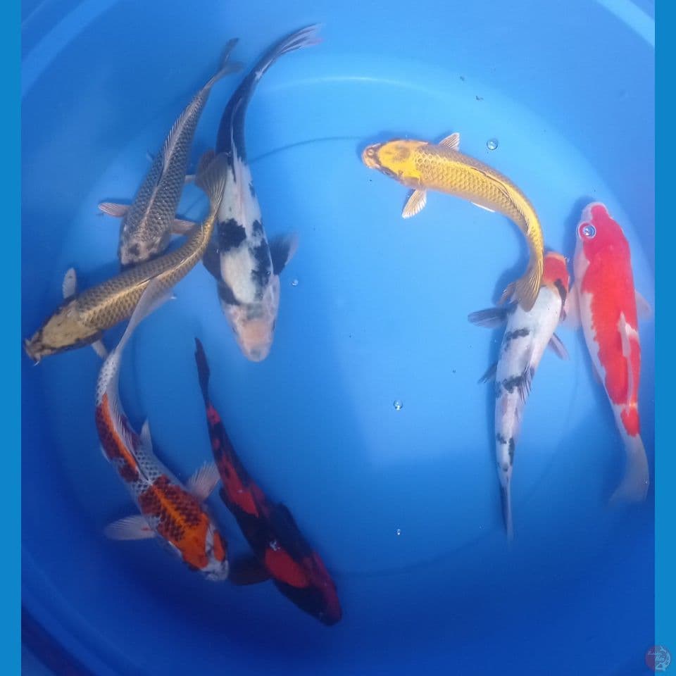 KOHAKU, SANKE 25,27CM