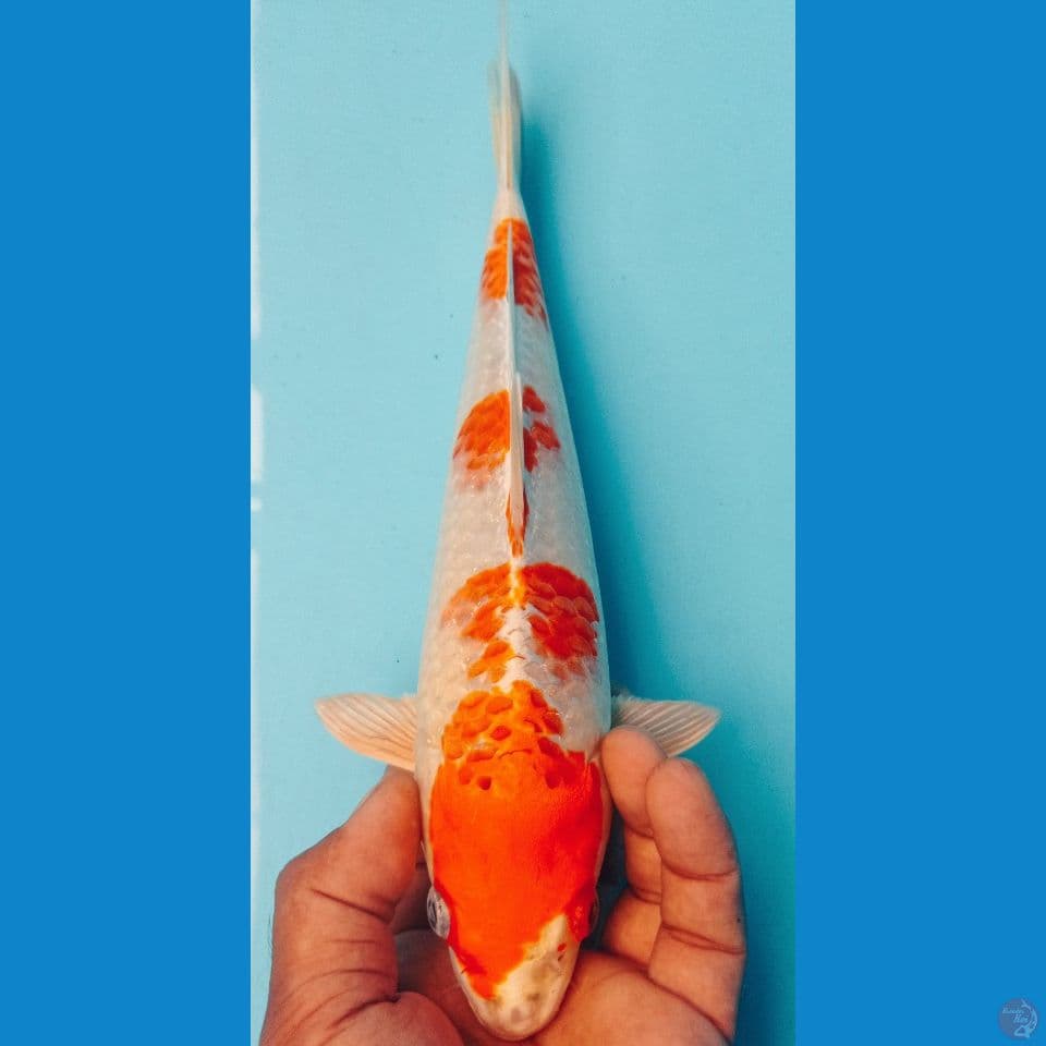 HARIWAKE 29CM