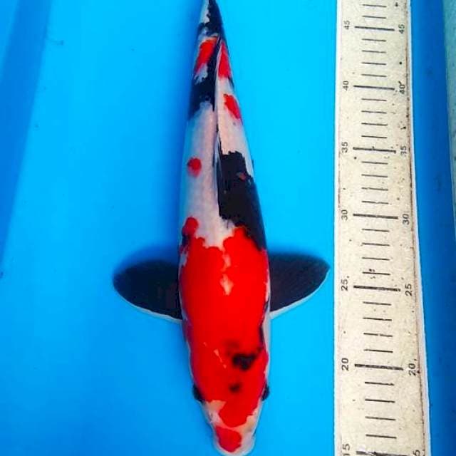 Showa 36cm