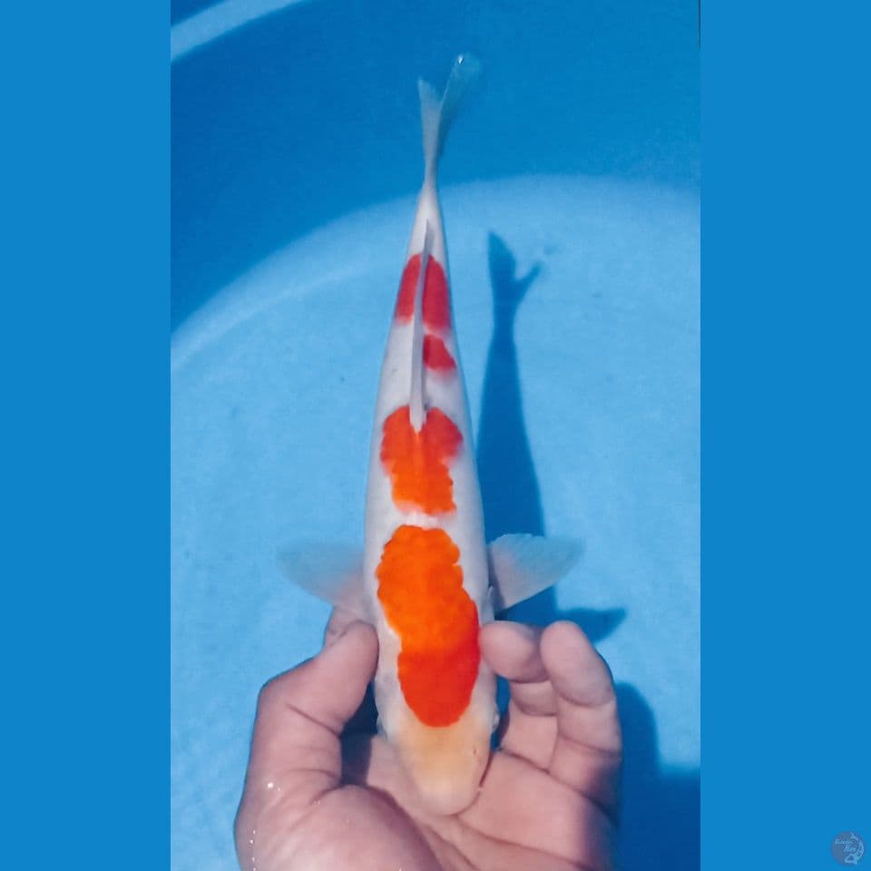 KOHAKU 28CM