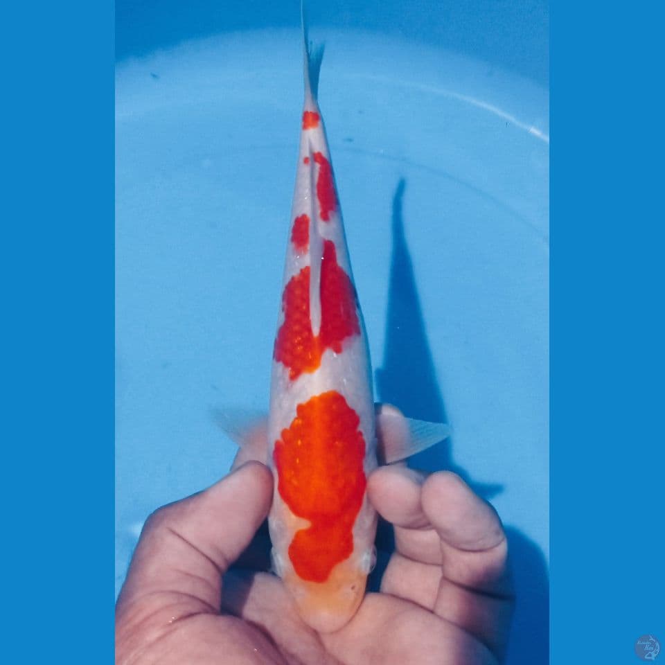 KOHAKU 22CM