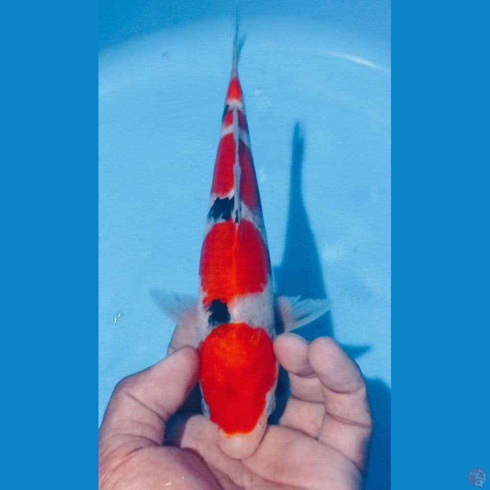 SANKE ,25CM