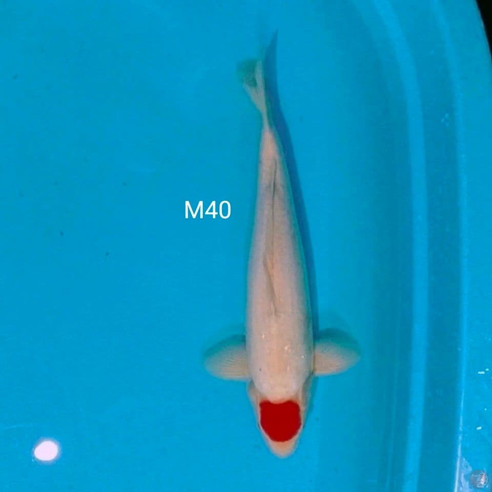 male 40cm