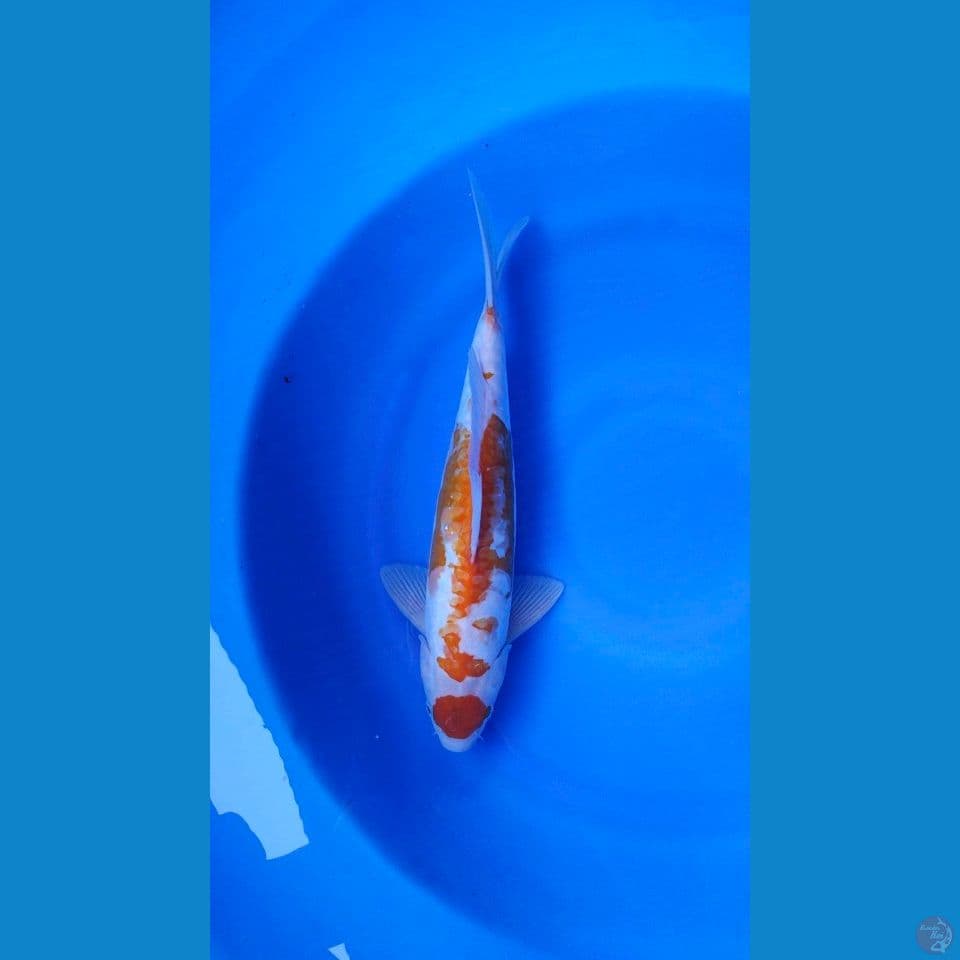 maruten sabikoyo doitshu langka