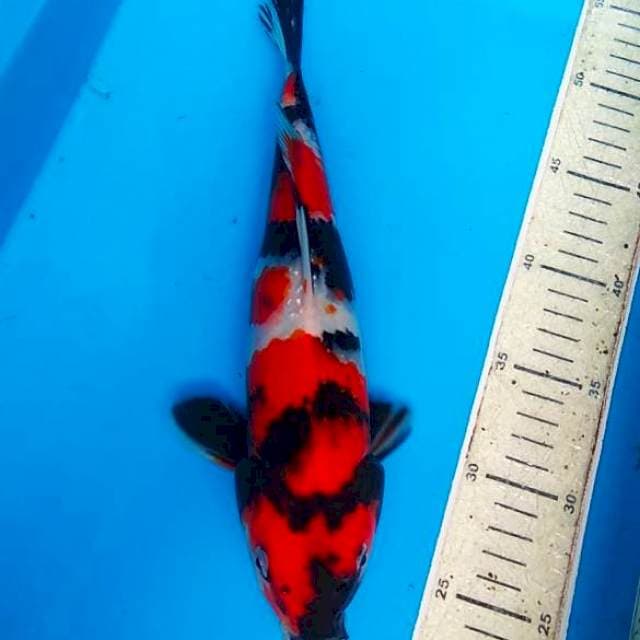 Showa 30cm