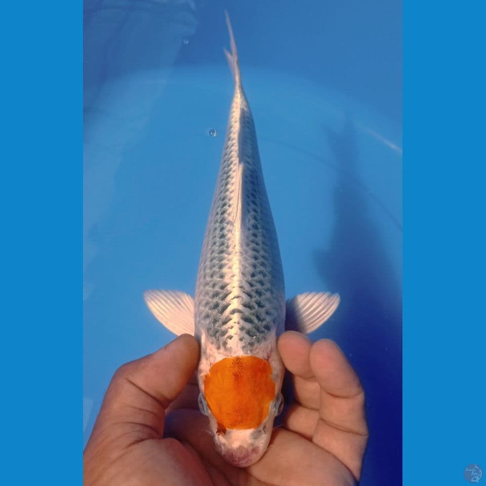 TANCHO 29CM