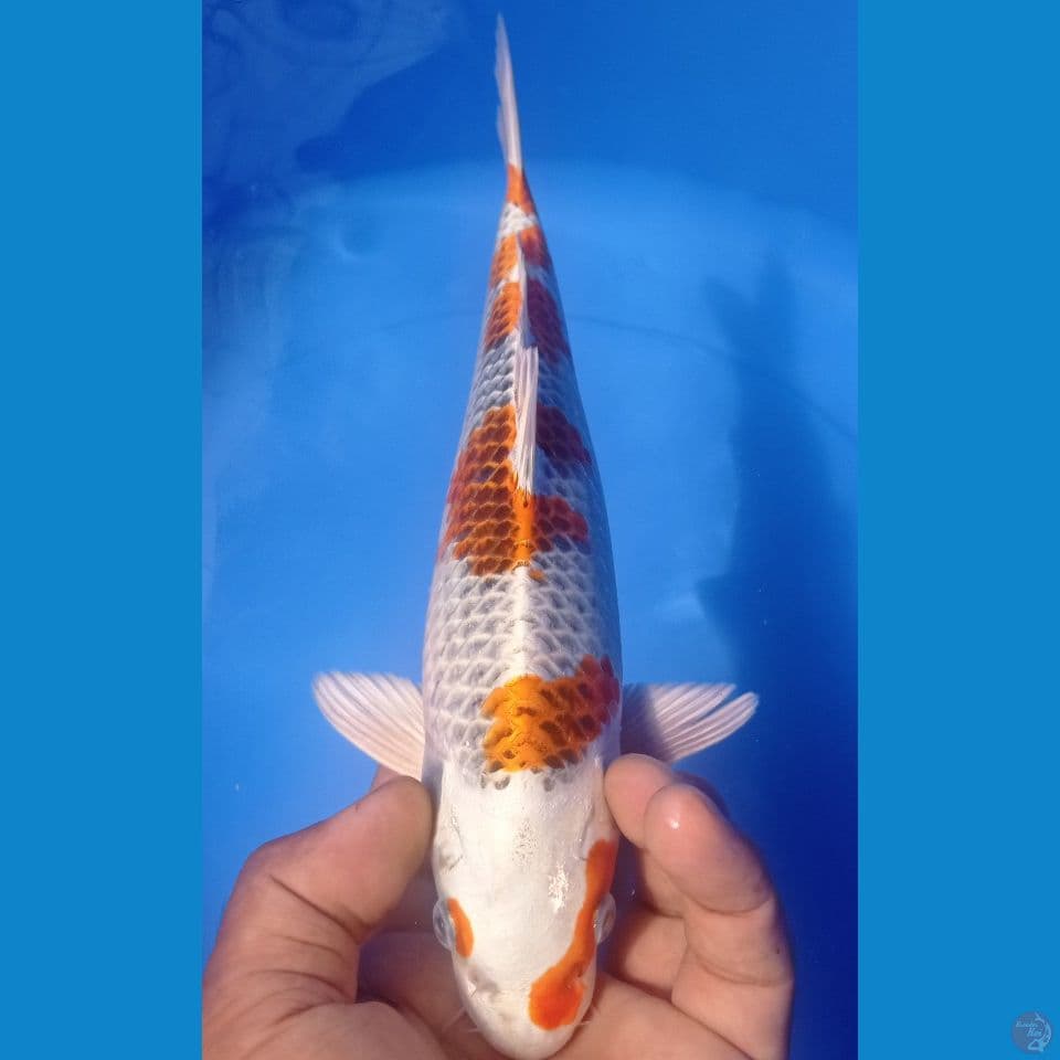 HIKARY 30CM