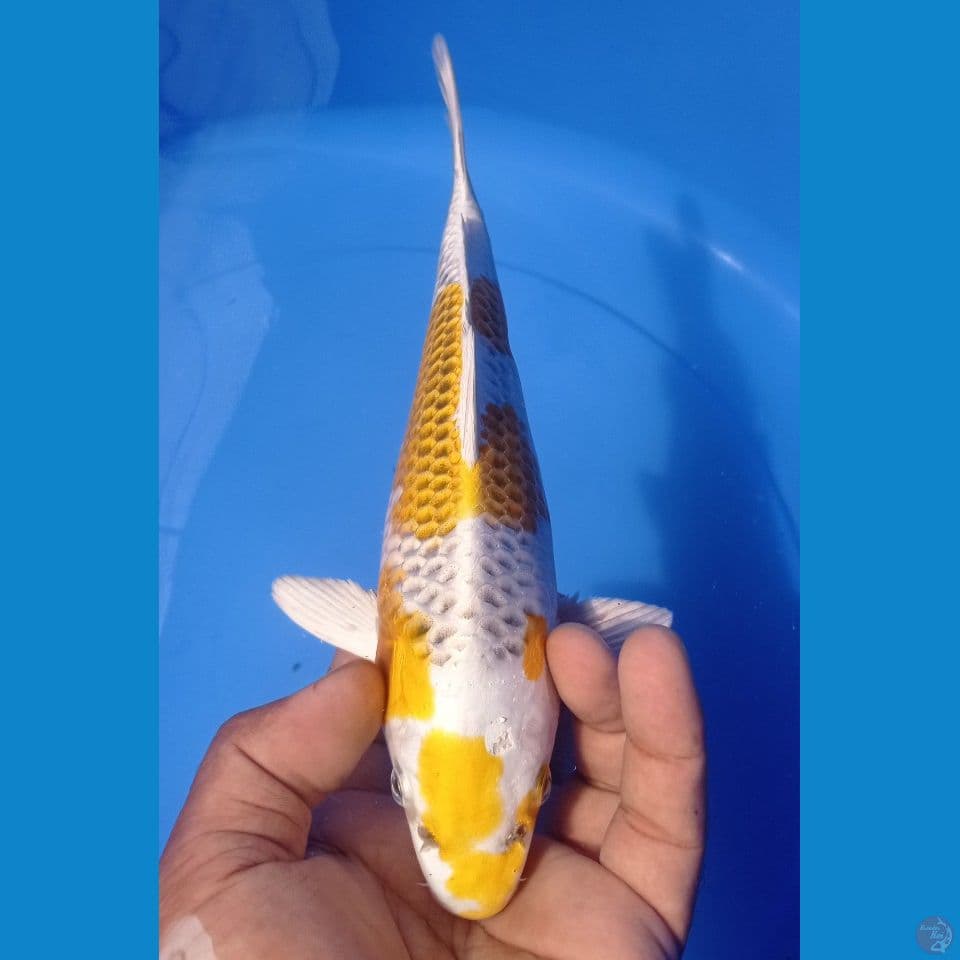 HIKARY 25 CM