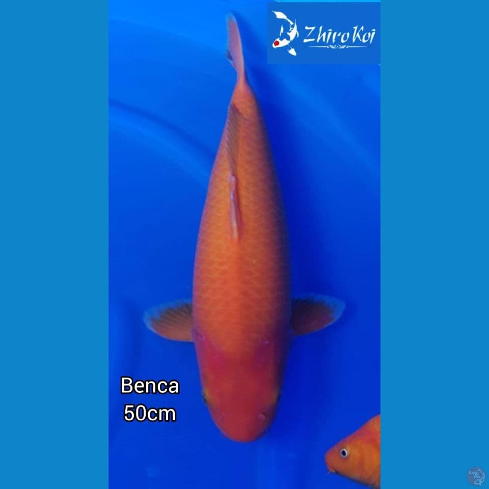 benca 50cm