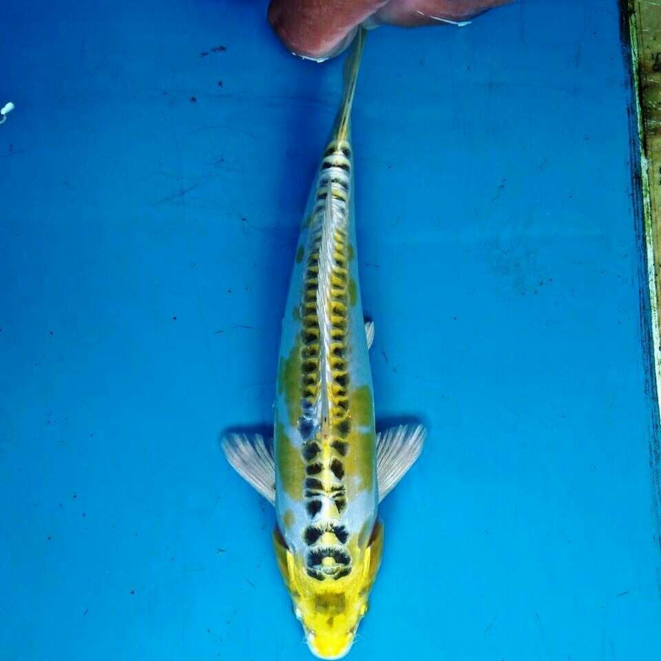 Hariwake