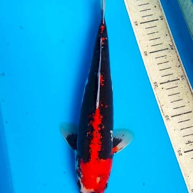 Benykumon 31cm