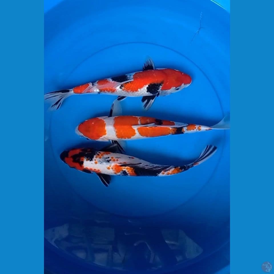 Showa 35-36-37 cm