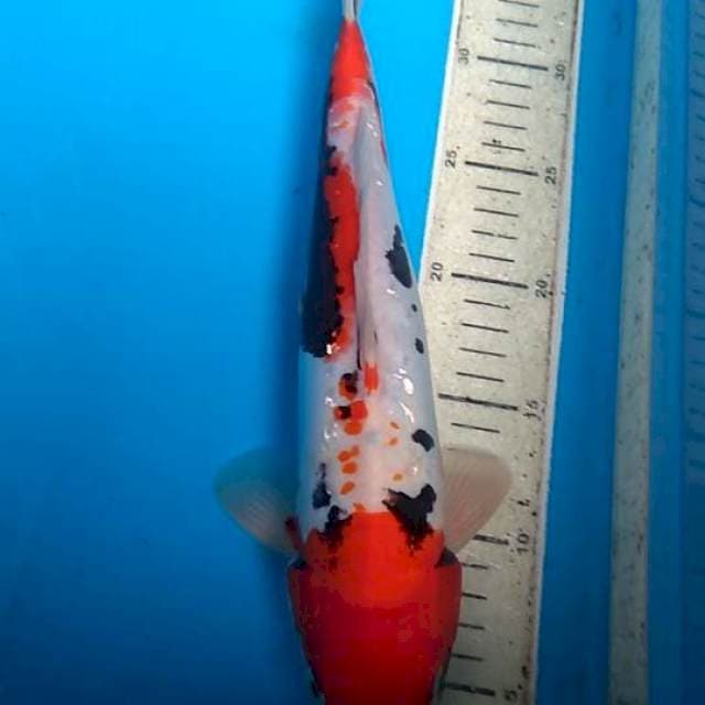 Benykumon 33cm