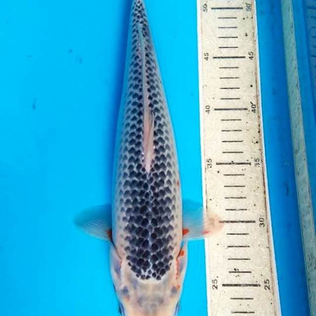 Asagi 35cm F1