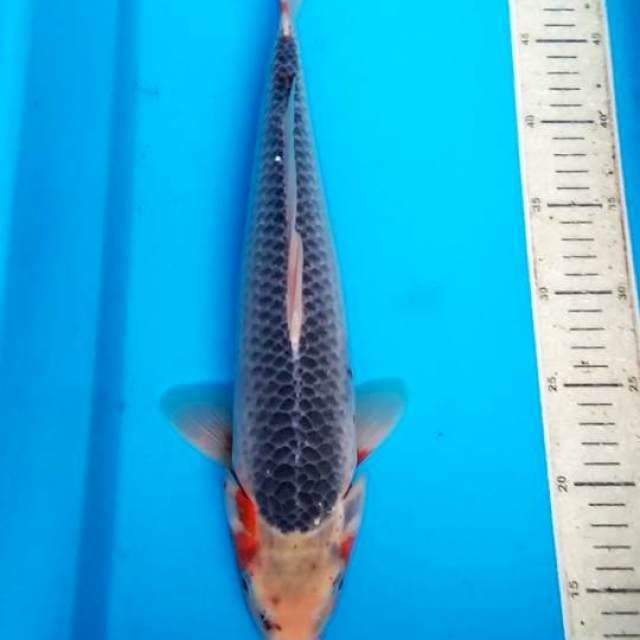 Asagi 38cm F1