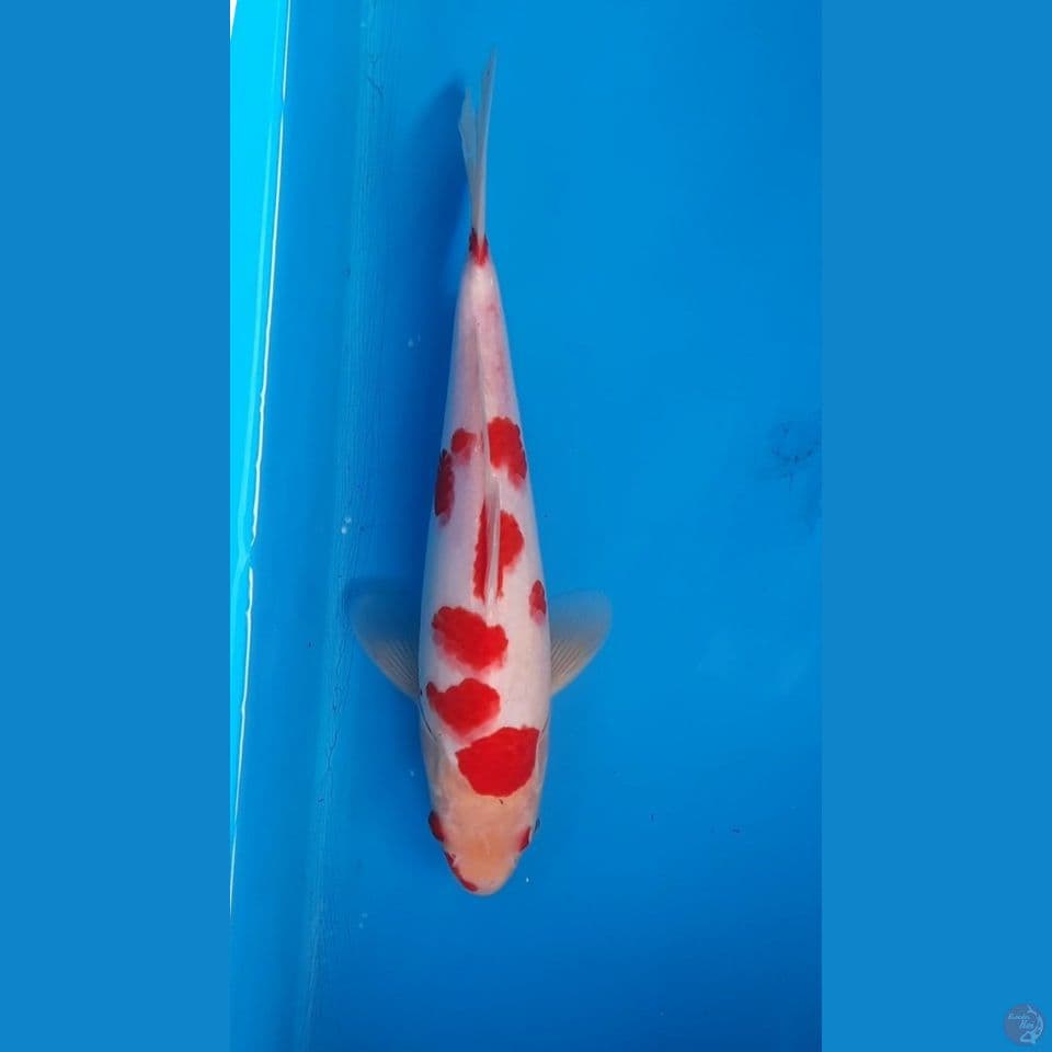 kohaku sakura