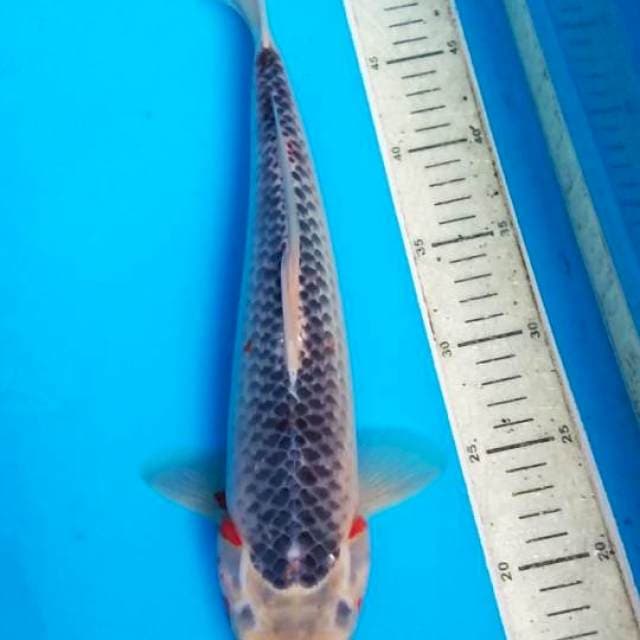 Asagi 38cm F1
