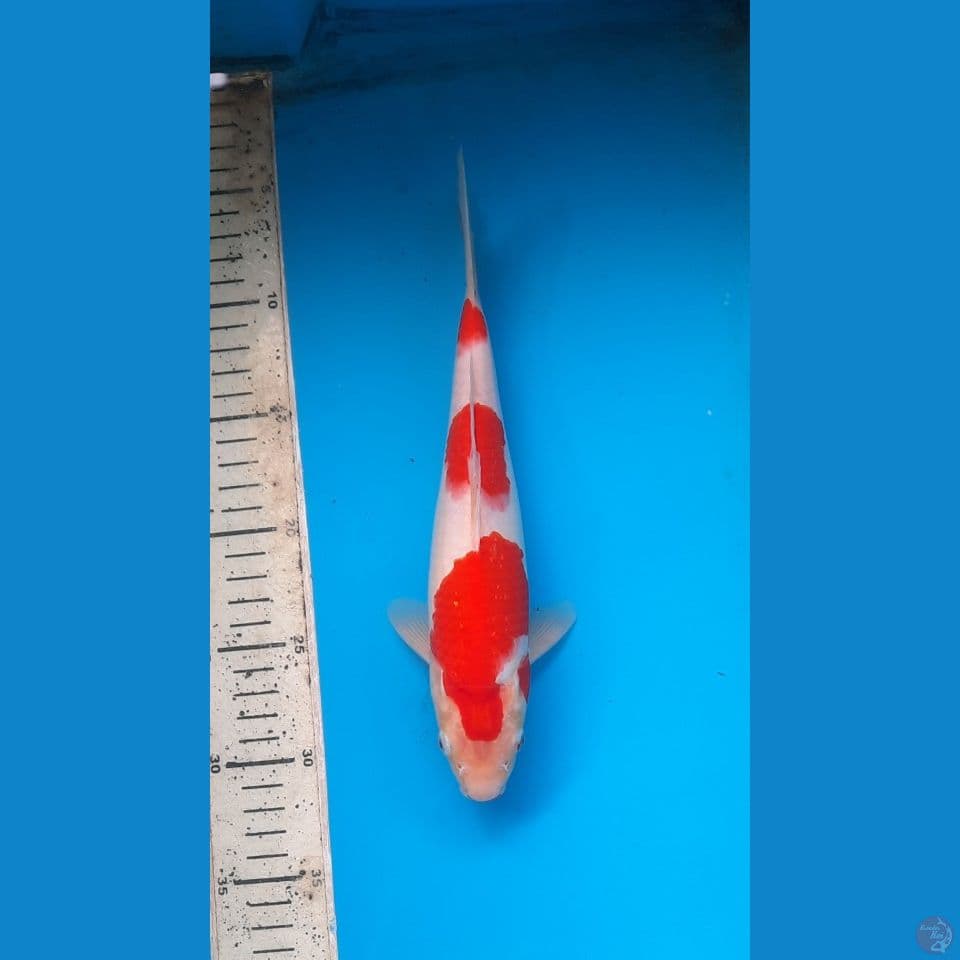 kohaku