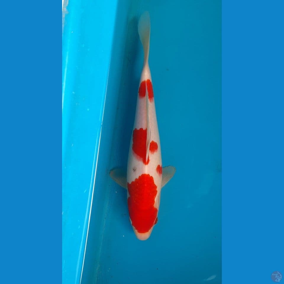 kohaku